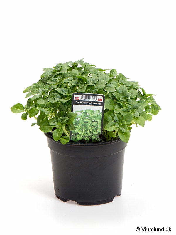 Krydderurter 10 cm viumlund gartneri