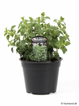 Oregano Hot & Spicy 14 cm